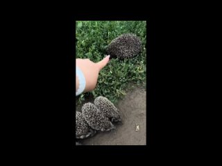 video by is overheard a great ustyug