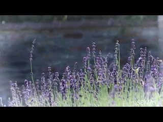 eporner com - [h9s9nv0gh1c] p alice wedding day (240)