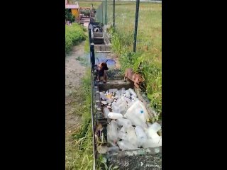 obstacles for puppies | @videfunny