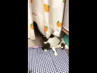 video from @videfunny | @videfunny