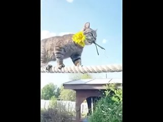 vine video | @videfunny