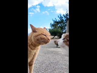 video from pro humor / bayan | @videfunny