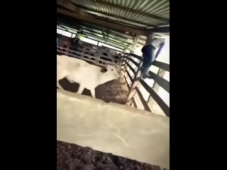 clip @videfunny | @videfunny
