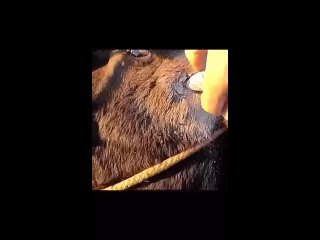 horns have to cut | @videfunny
